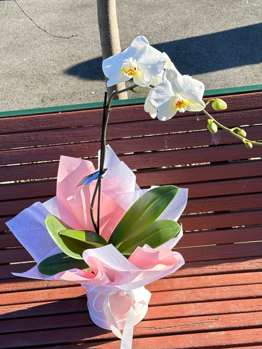 White Phalaenopsis orchid plant in hat box - Vermont Florist
