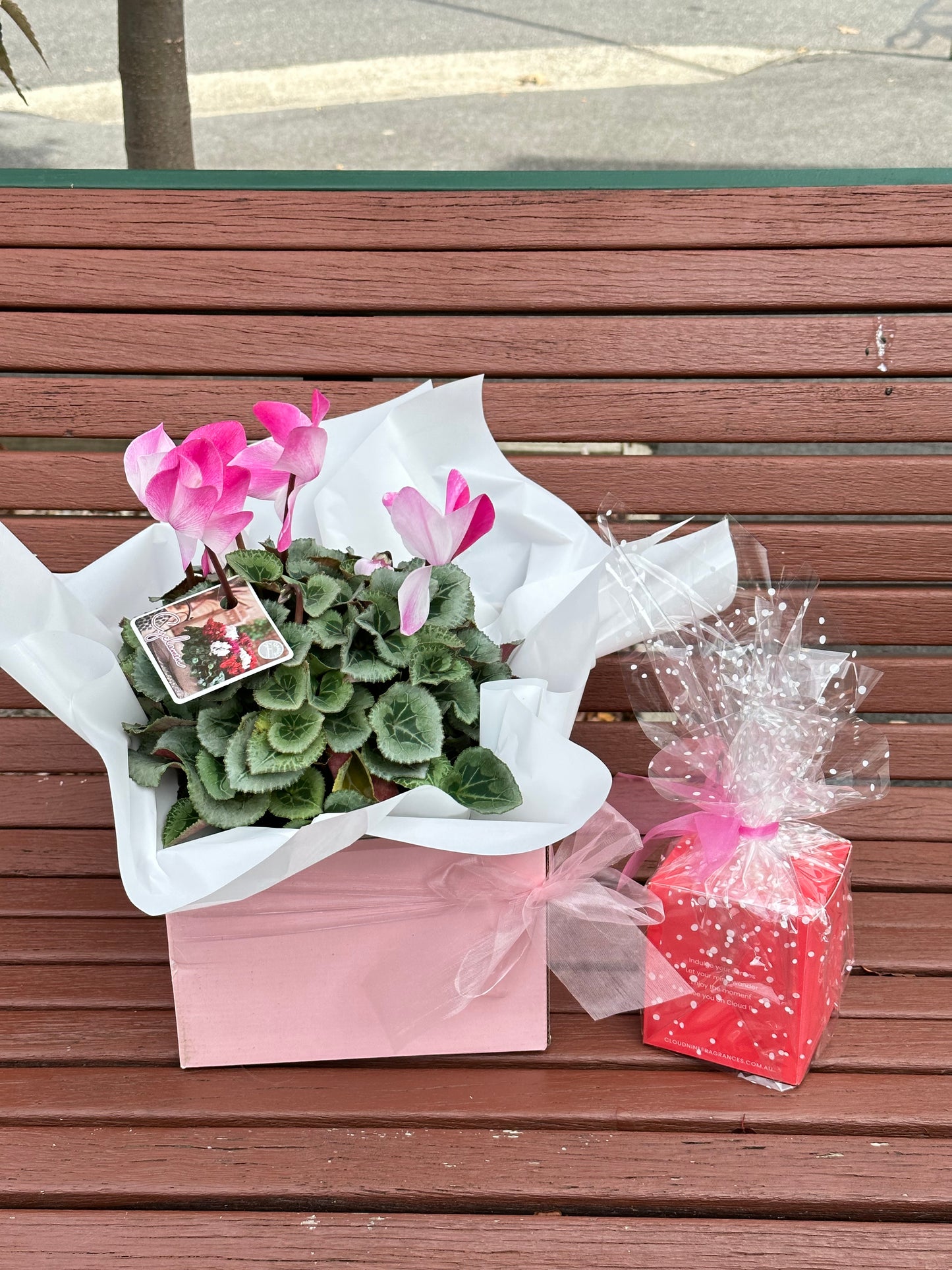 Large gift box cyclamen plant with scented candle bundle - Vermont Florist