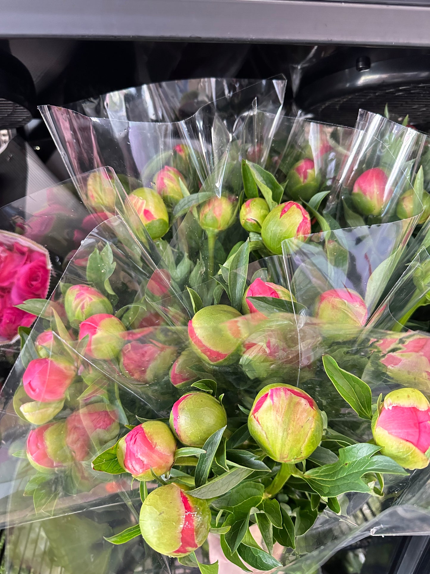 (New! Limited) Coral Peony bunch