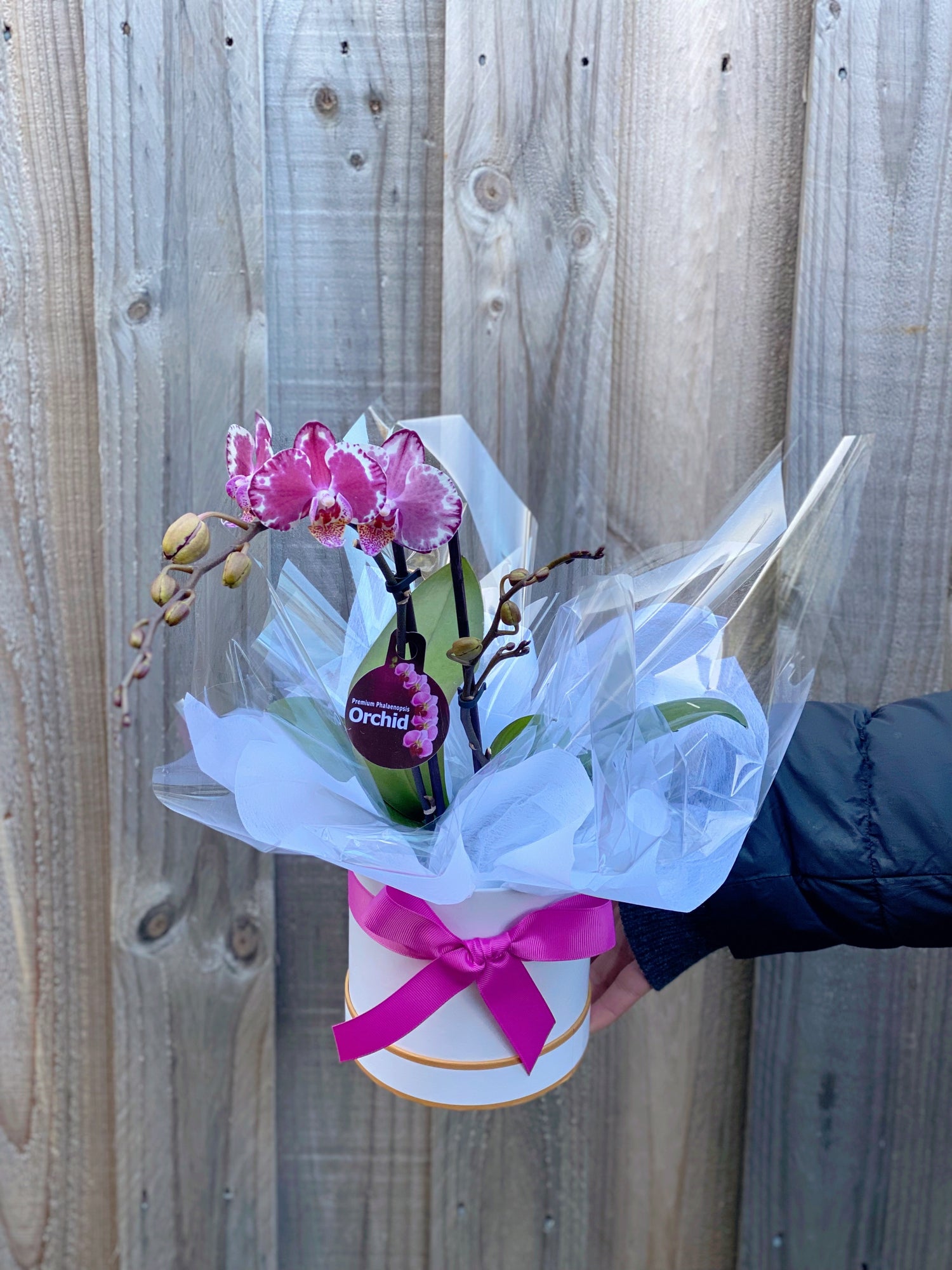 Orchid plant hat box - Vermont Florist