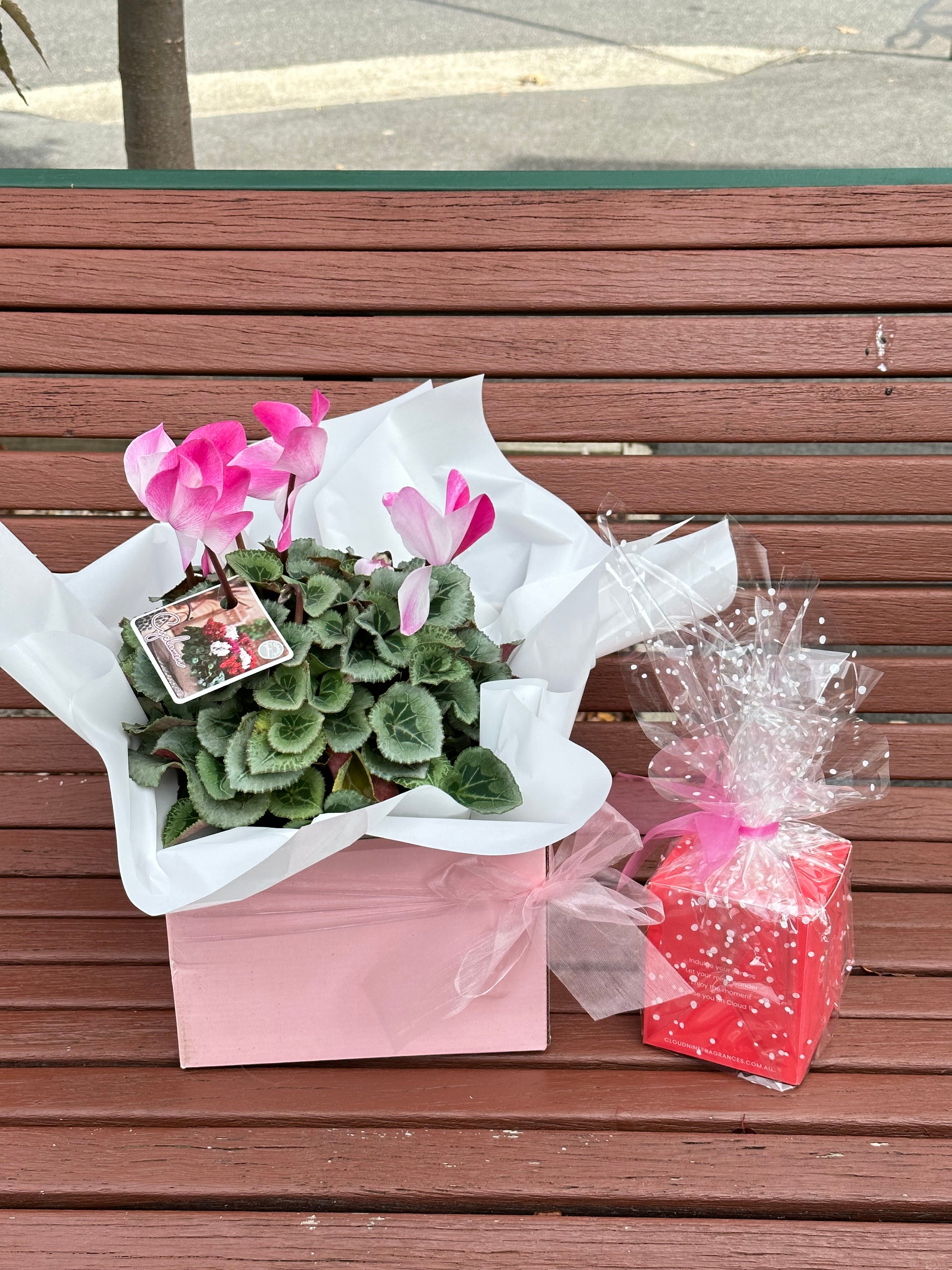 Large gift box cyclamen plant with scented candle bundle - Vermont Florist