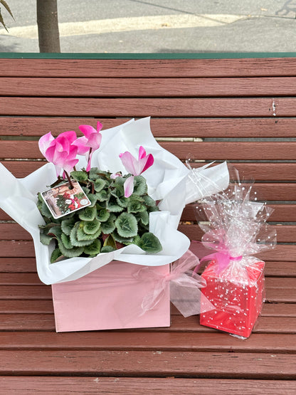 Large gift box cyclamen plant with scented candle bundle - Vermont Florist