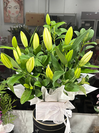 White oriental lily box - Vermont Florist