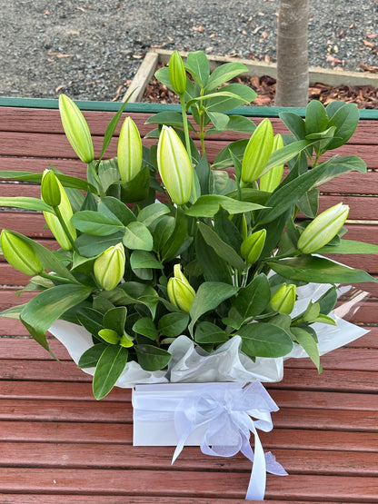 White oriental lily box - Vermont Florist