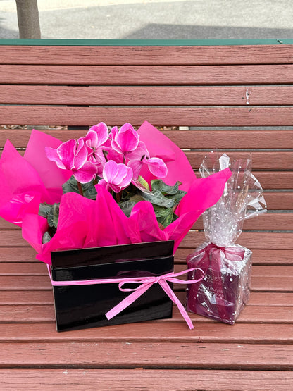 Large gift box cyclamen plant with scented candle bundle - Vermont Florist