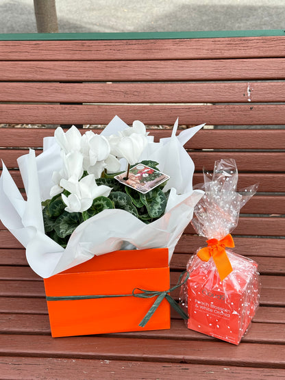 Large gift box cyclamen plant with scented candle bundle - Vermont Florist