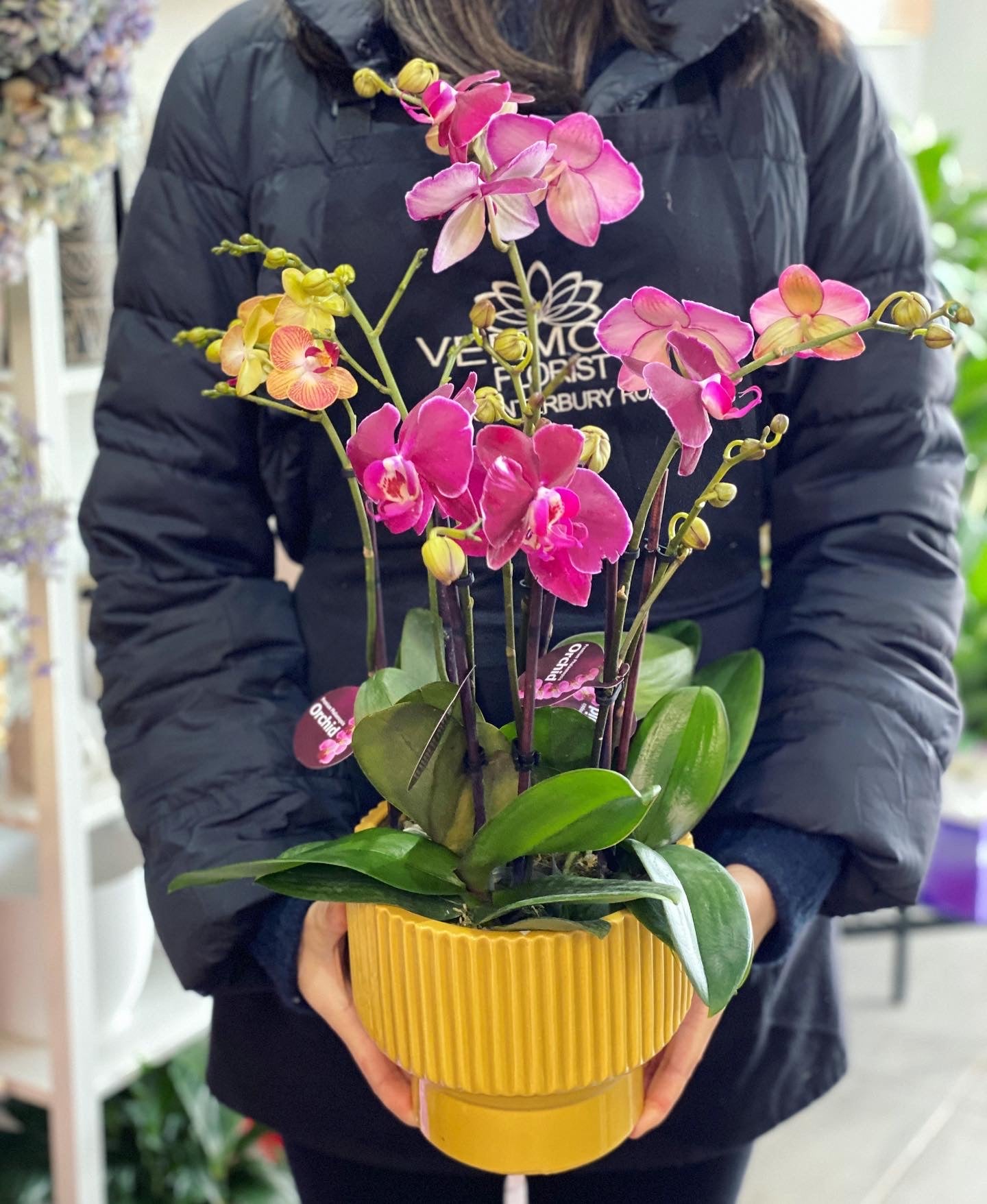 Phalaenopsis  orchid plant with mustard pot - Vermont Florist